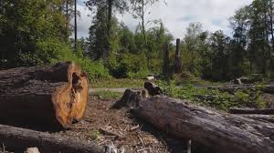 Seasonal Cleanup (Spring/Fall) in Monticello, FL