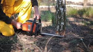 Best Stump Grinding and Removal  in Monticello, FL