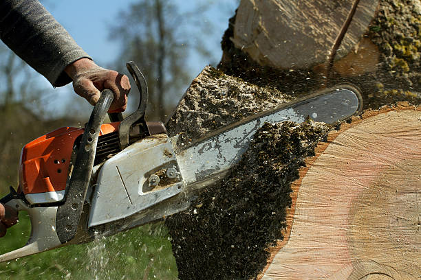 Best Tree Disease Treatment  in Monticello, FL